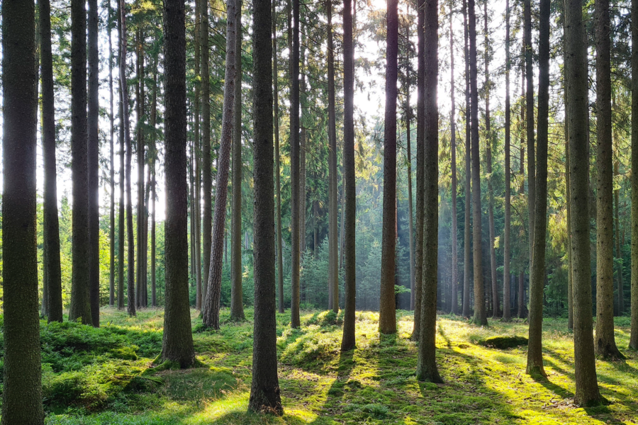 Regionale nachhaltige Forstwirtschaft ist Teil der Lösung im Klimawandel.