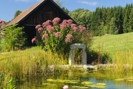 Gartenbau Schmid zeigt einen Badeteich, welcher mit Wasserpflanzen und Schilf bepflanzt wurde, nebenbei ein Strauch mit rosa Blüten.