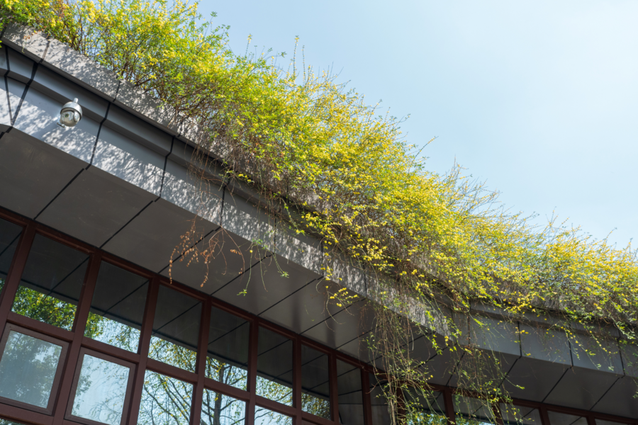 Moderne Dachbegrünung mit Grasbewuchs, hohem Gras, dass über die Dachkante nach unten hängt.