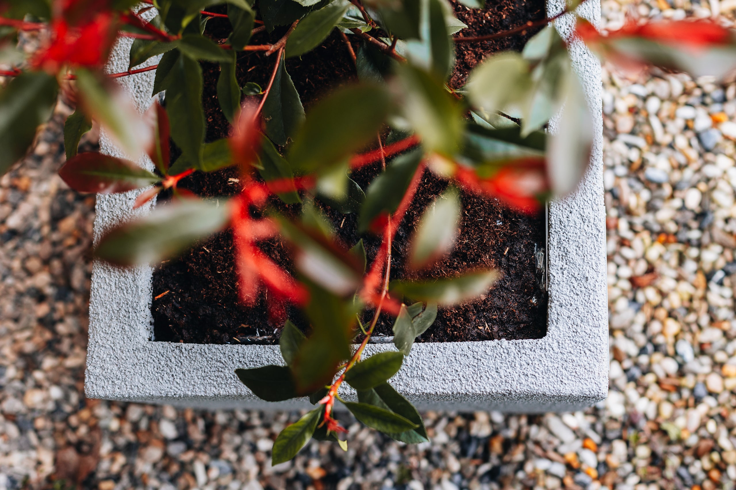 Ein rechteckiger, hellgrauer Betonpflanzkübel auf hellem Kiesbett mit frisch eingesetzter, rot austreibender Lorbeerkirsche von Blumentrog-Flexi.