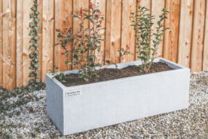 Ein rechteckiger, hellgrauer Betonpflanzkübel auf hellem Kiesbett vor einem Holzzaun mit vertikalen Latten im Trog eine frisch eingesetzte, rot austreibende Lorbeerkirsche von Blumentrog-Flexi.