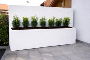 Ein langer rechteckiger, weißer Pflanzkasten mit körniger Steinoptik, befüllt mit Erde und kleinen Sträuchern mit integrierter Rückwand als Sichtschutz von Blumentrog‑Flexi.
