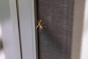Newo Sonnen- und Insektenschutz zeigt den Insektenschutz einer Terrassentür mit einer Wespe darauf.