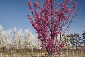 Praskac Pflanzenland Prachtgarten zeigt blühenden Baum im Frühling in der Baumschule.