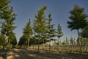 Praskac Pflanzenland Prachtgarten zeigt Laubbäume in der Baumschule.