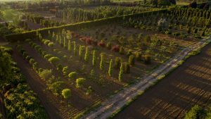 Praskac Pflanzenland Prachtgarten zeigt Laubbäume in der Baumschule.