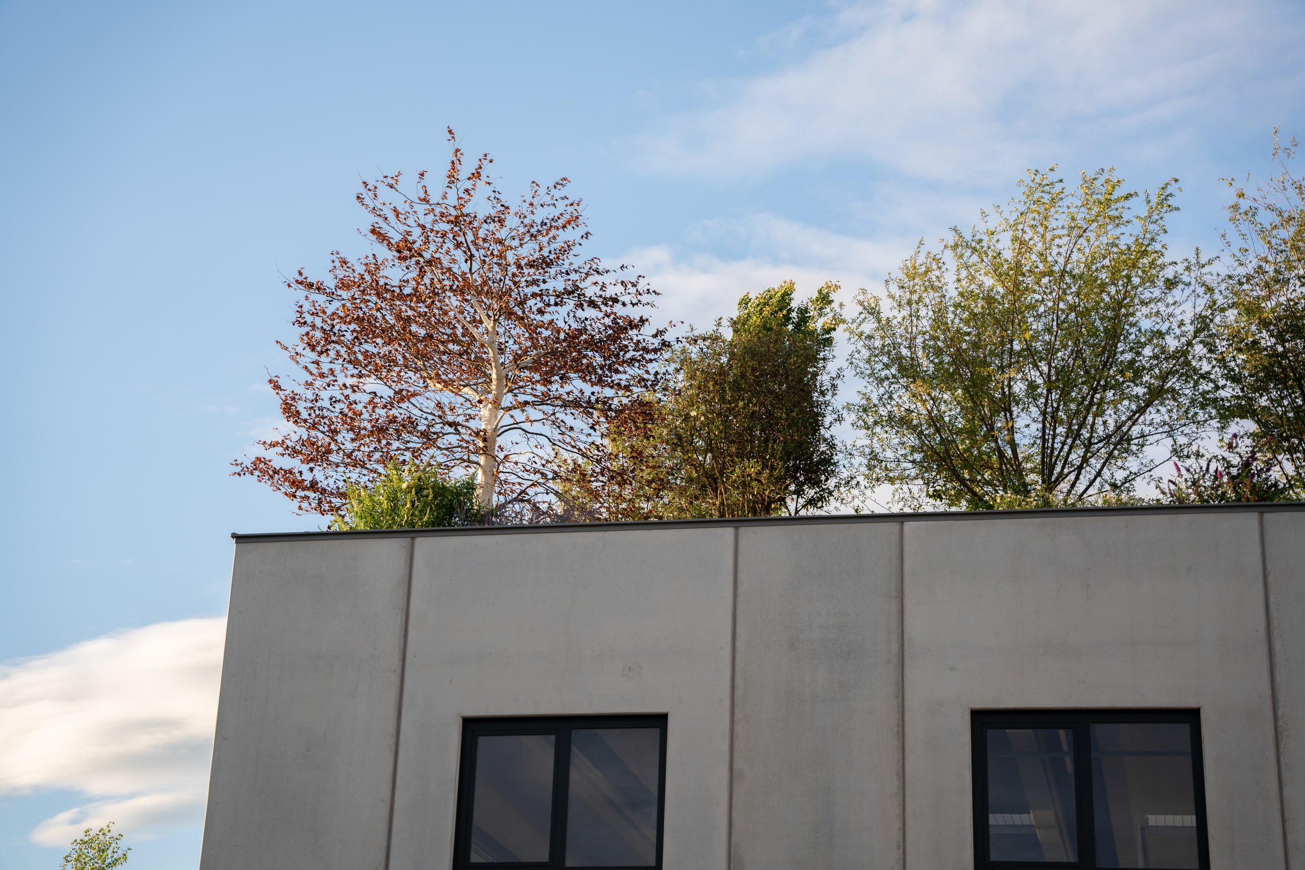 Praskac Pflanzenland Prachtgarten zeigt Dachterrasse mit Bäumen und Stäuchern.
