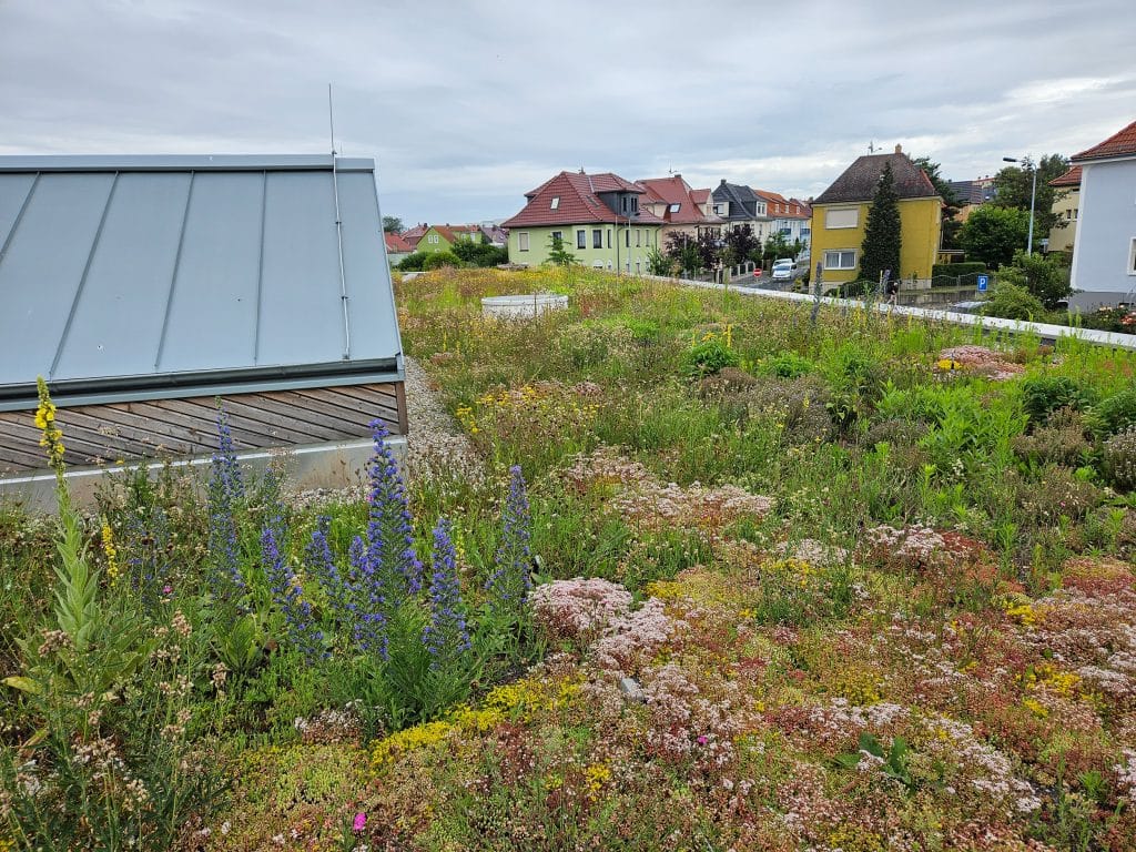 Die Samenmischung „Bienenweide“ besteht aus 35 verschiedenen nektarreichen Pflanzenarten.