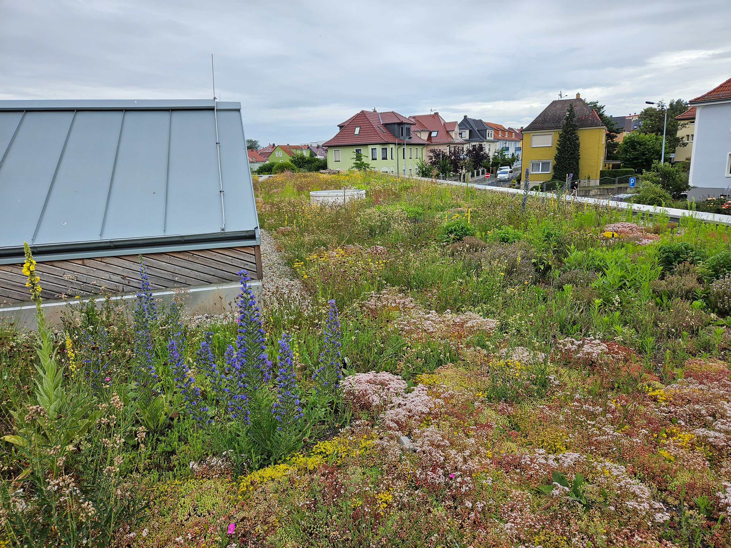 Die Samenmischung „Bienenweide“ besteht aus 35 verschiedenen nektarreichen Pflanzenarten.