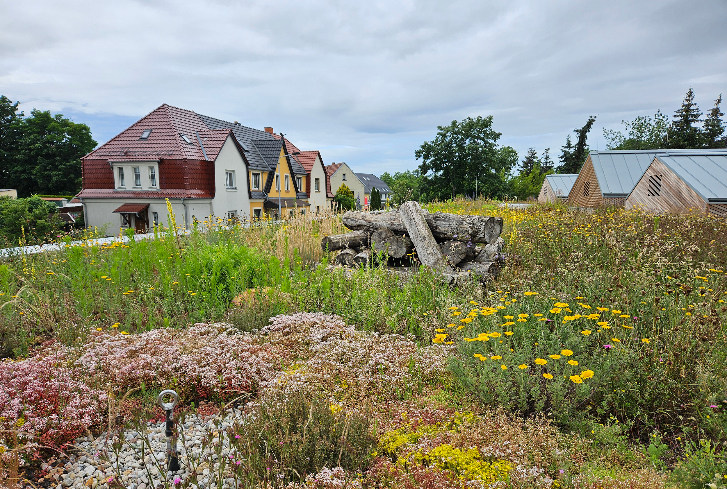 Für die Biodiversität auf dem Dach sorgt nicht nur die artenreiche Pflanzenauswahl, sondern auch Totholz als Lebensraum für Tiere.