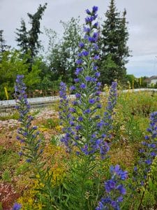 Die blauen Blütenstände des Gewöhnlichen Natternkopfs sind bei Bienen sehr beliebt.