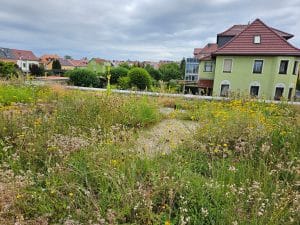 Das vielseitige Biodiversitäts-Gründach ist blühender Blickfang für die gesamte Nachbarschaft.