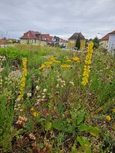 Die Samenmischung „Bienenweide“ ist so zusammengestellt, dass die Pflanzenarten zeitversetzt und möglichst lange im Jahresverlauf blühen.