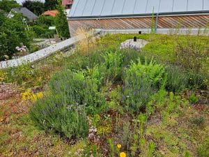 Die hochwachsenden Stauden, Gräser und Kräuter werden begleitet von Sedumarten mit niedrigem Wuchs, der im Bereich der Sekuranten willkommen ist.