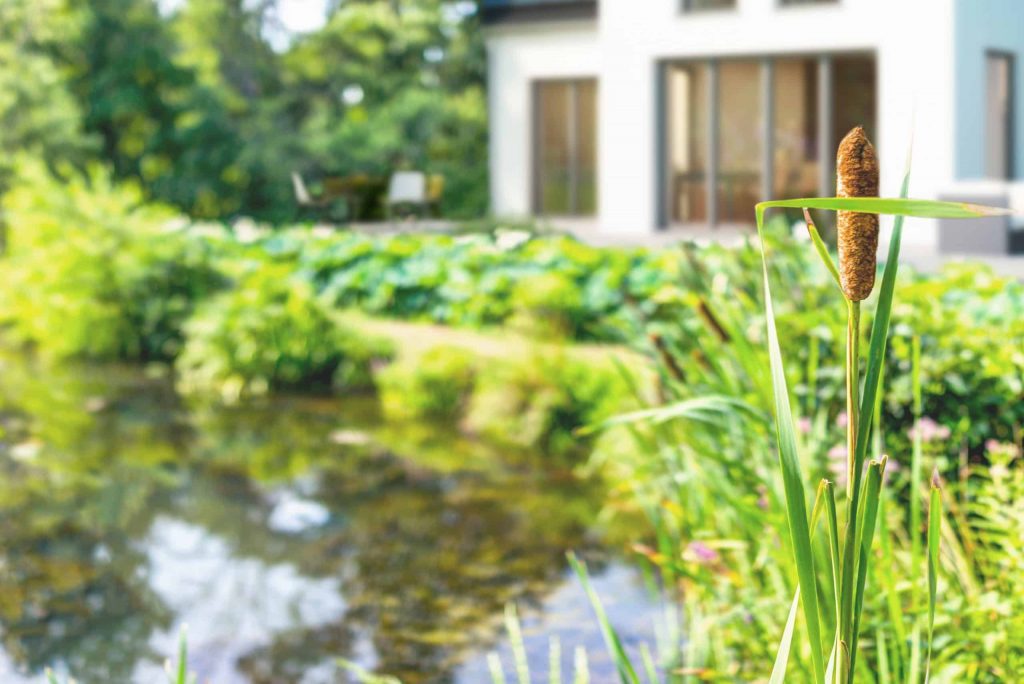 Schilf mit braunen Rohrkolben am Teich vor einem Haus.