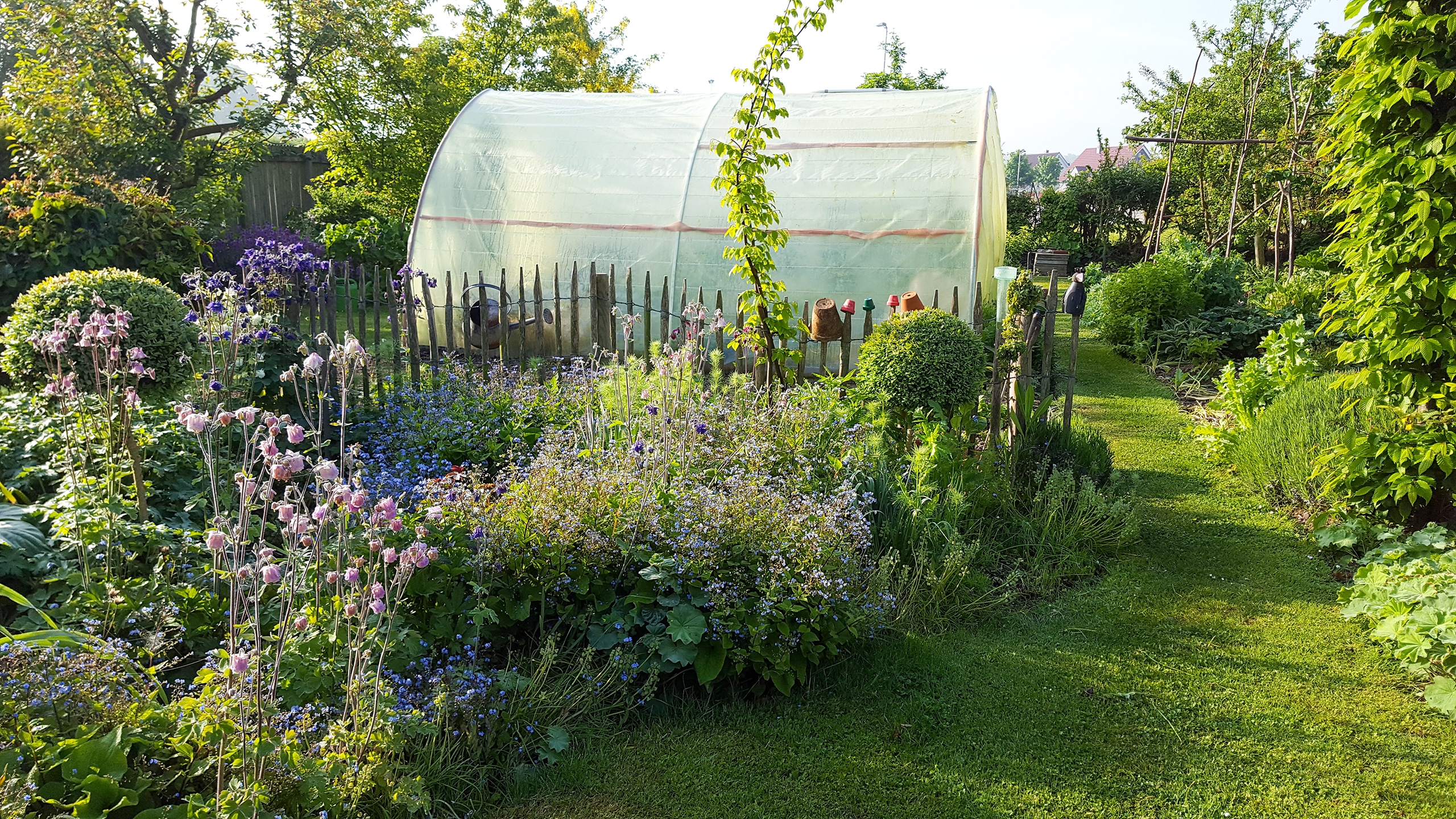 Kleines Gewächshaus im naturnahen Garten umgeben von bunten Blumen am Staketenzaun aus Holz.