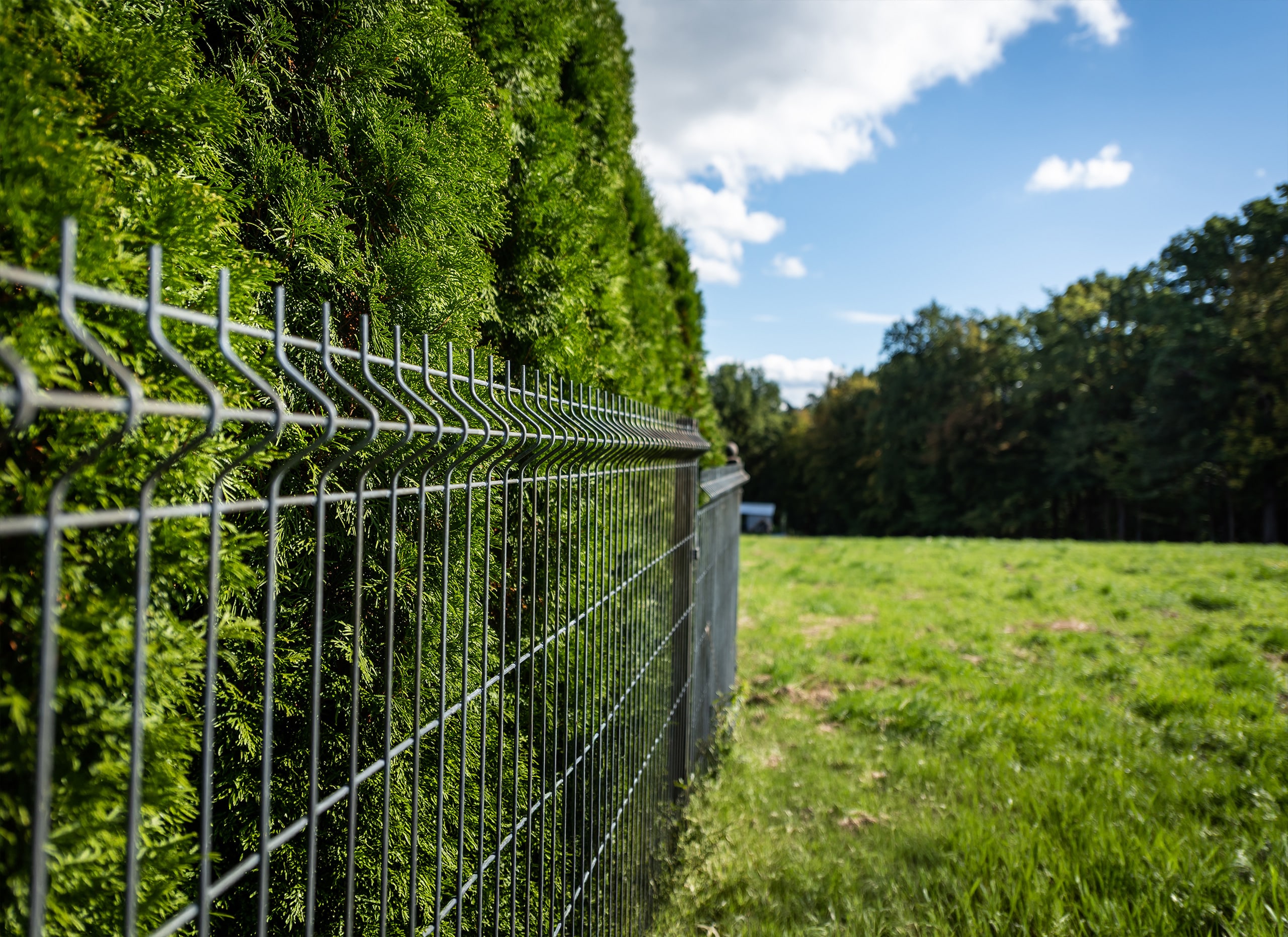 Detailansicht eines schwarzen Gitterzaunes aus Metall, der an eine freie Wiesenfläche bzw. Baugrund angrenzt. Hinter dem Zaun ist eine hohe, dichte Thujenhecke gepflanzt.
