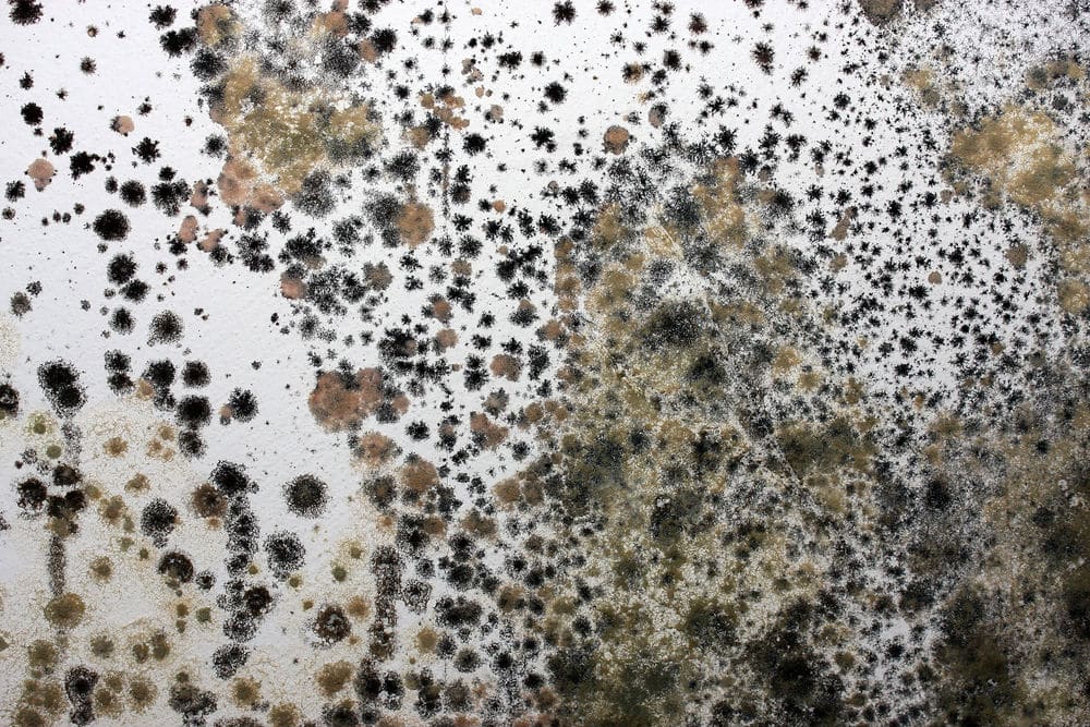Mit starkem, schwarzen Schimmel befallene Wand.