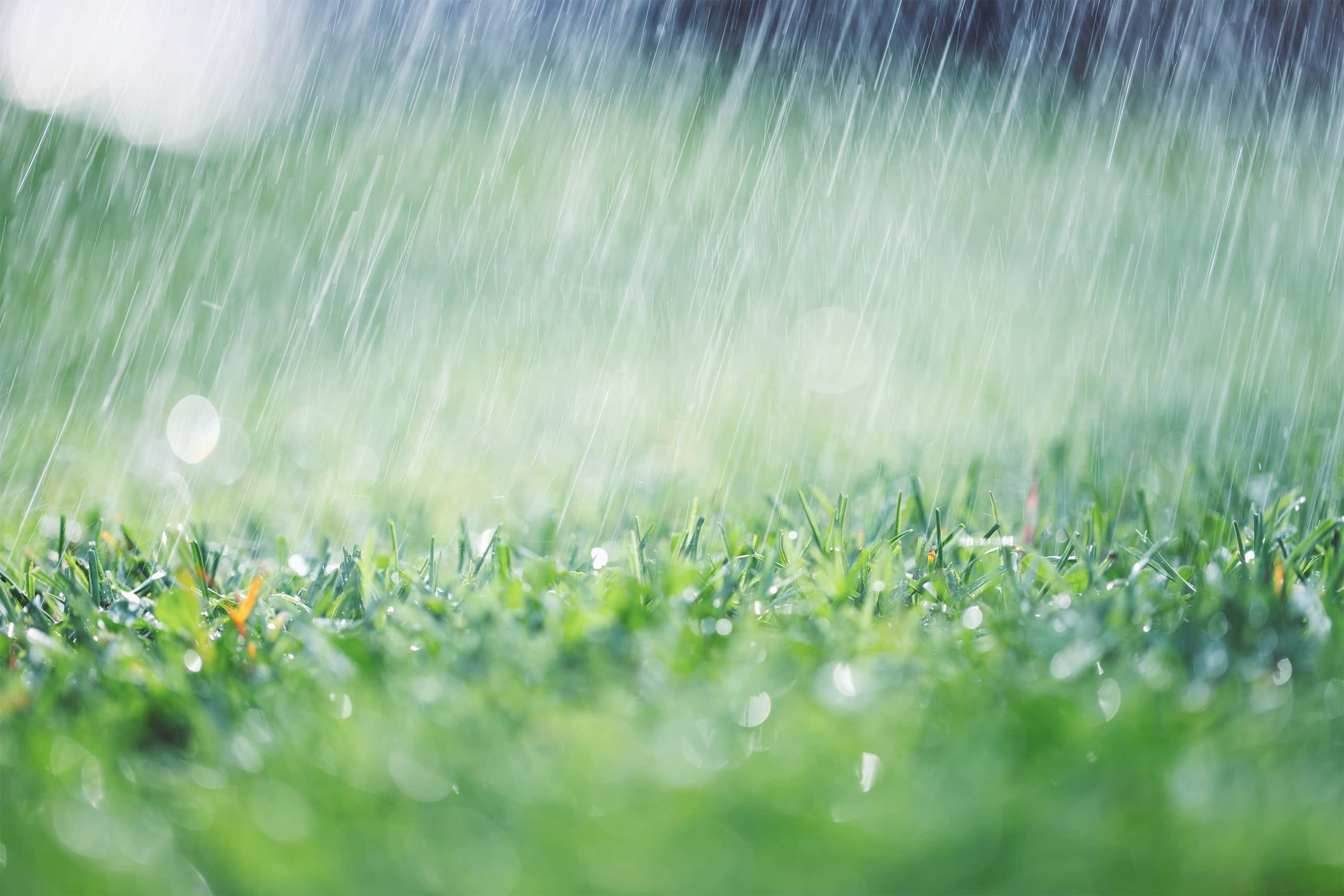 Detailansicht eines grünen Rasens, auf dem starker Regen fällt. Feuchtes, nasses Gras reflektiert die Regentropfen im Licht.