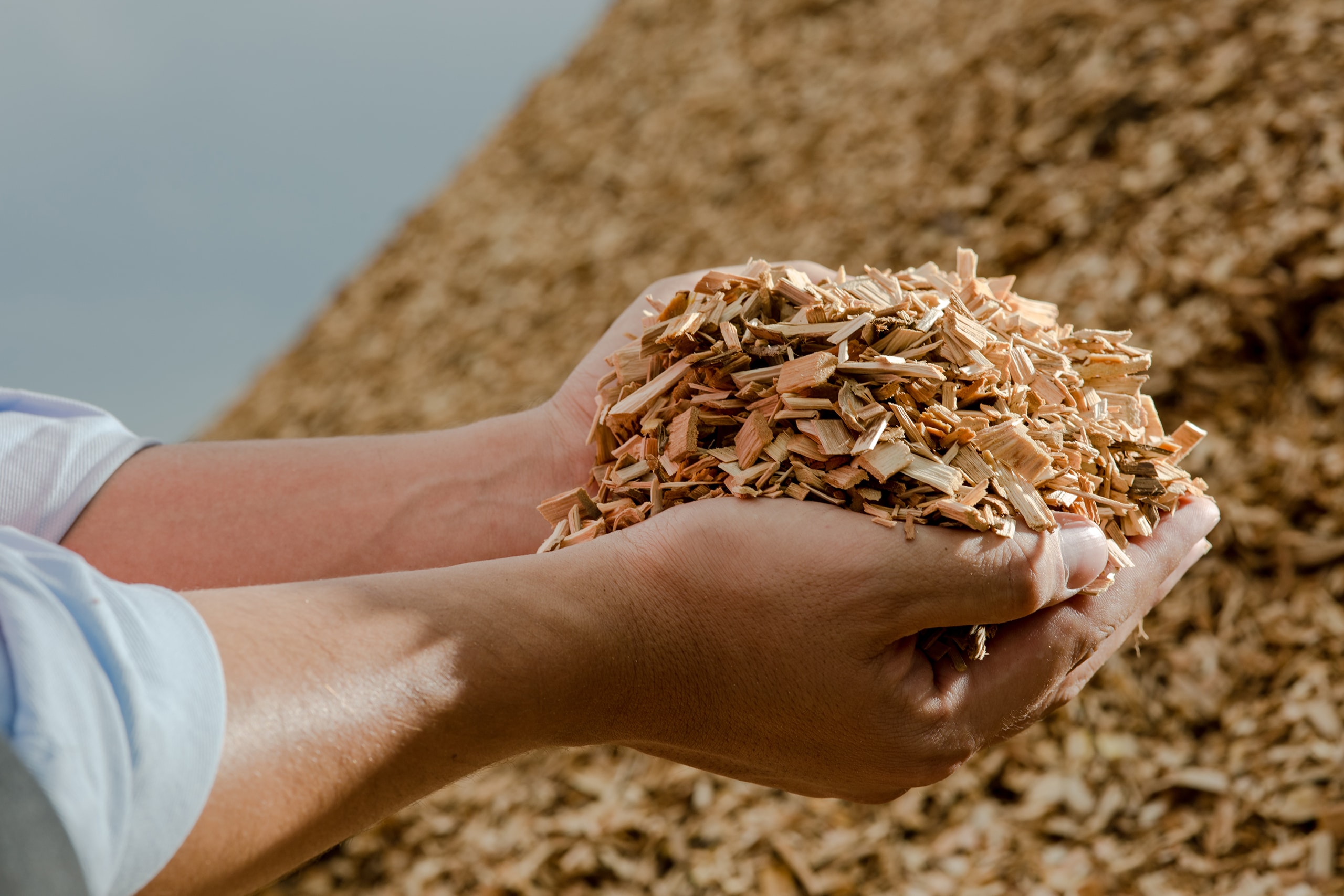 Hände halten Holzspäne von Eukalyptusbäumen als Brennstoff für saubere Energie.