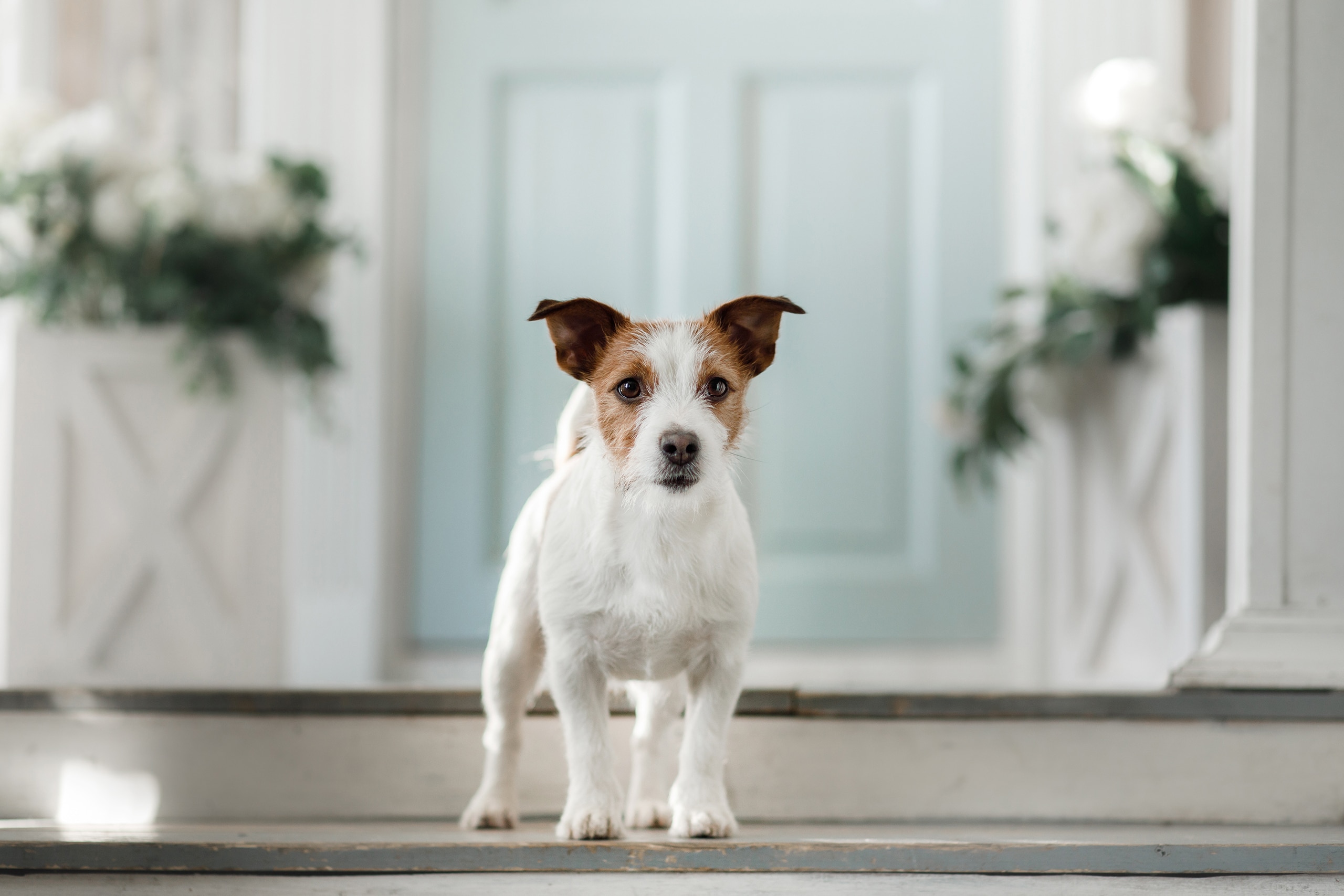 Jack Russell Terrier wacht auf der Veranda eines Landhauses, im Hintergrund schemehaft die Haustüre in hellem Mint und Pflanztröge daneben.
