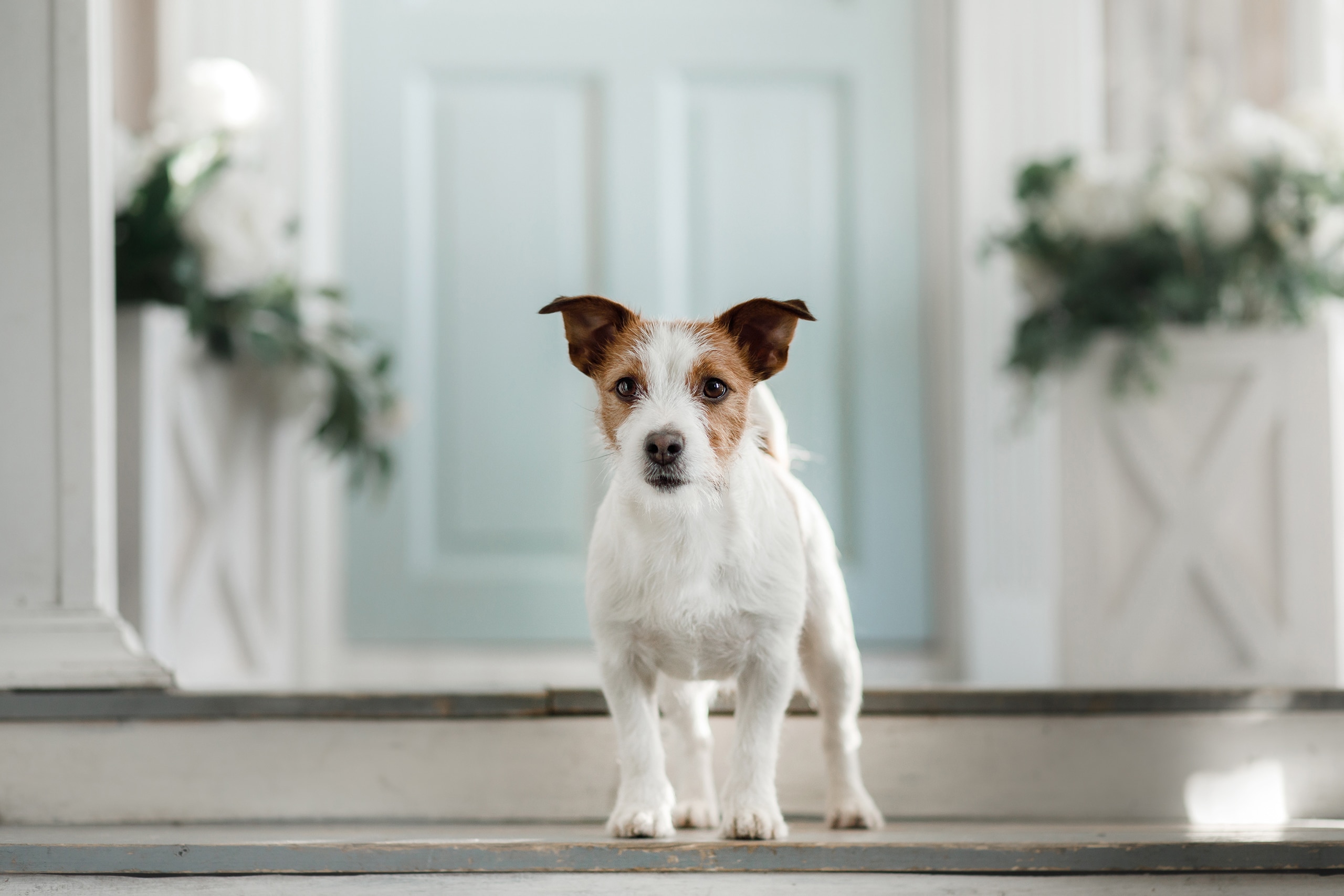 Jack Russell Terrier wacht auf der Veranda eines Landhauses, im Hintergrund schemehaft die Haustüre in hellem Mint und Pflanztröge daneben.