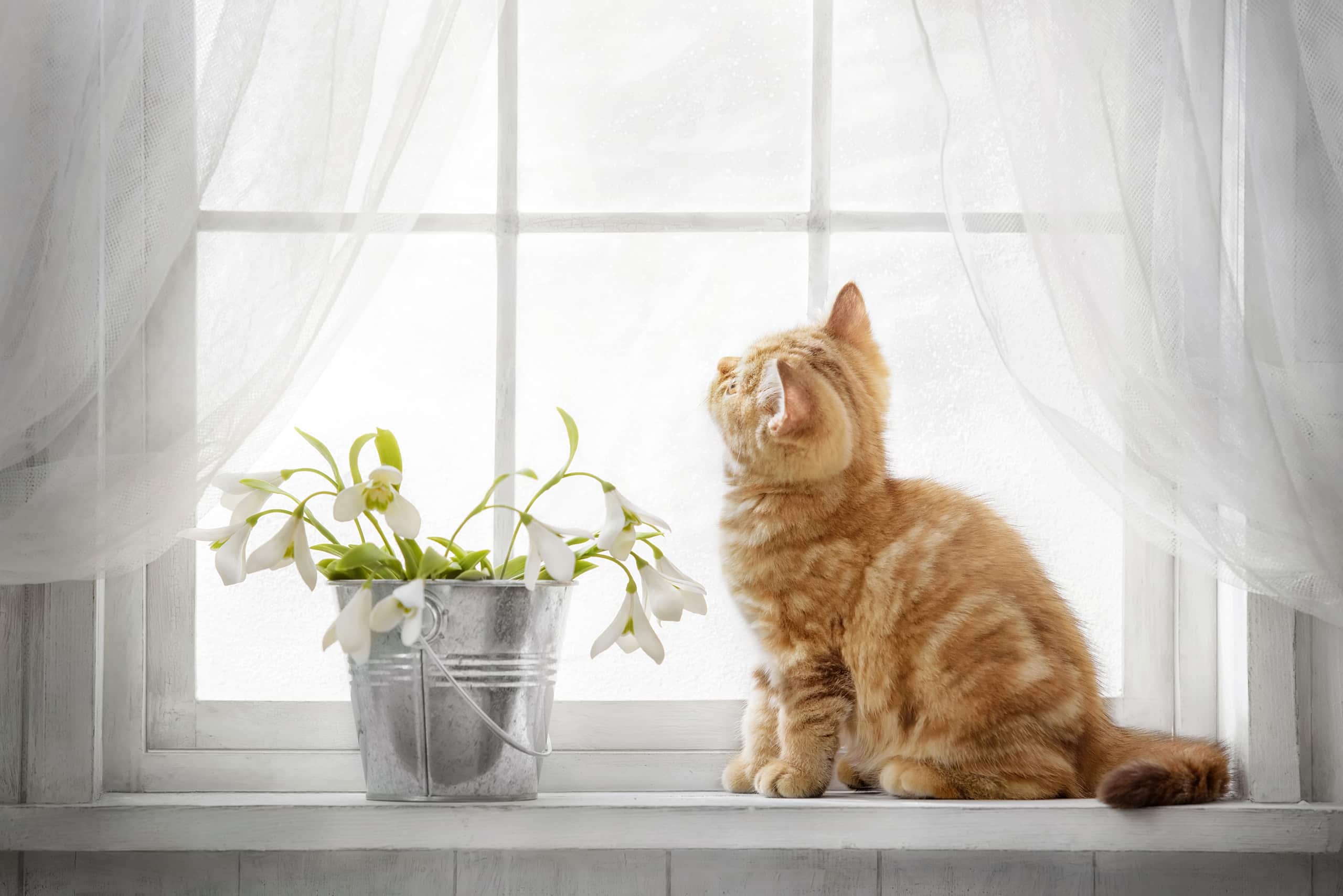 Rote Katze, die auf einer weißen Holz-Fensterbank neben einem kleinen Metalleimer mit Frühlingsknotenblumen sitzt und aus dem Fenster schaut.