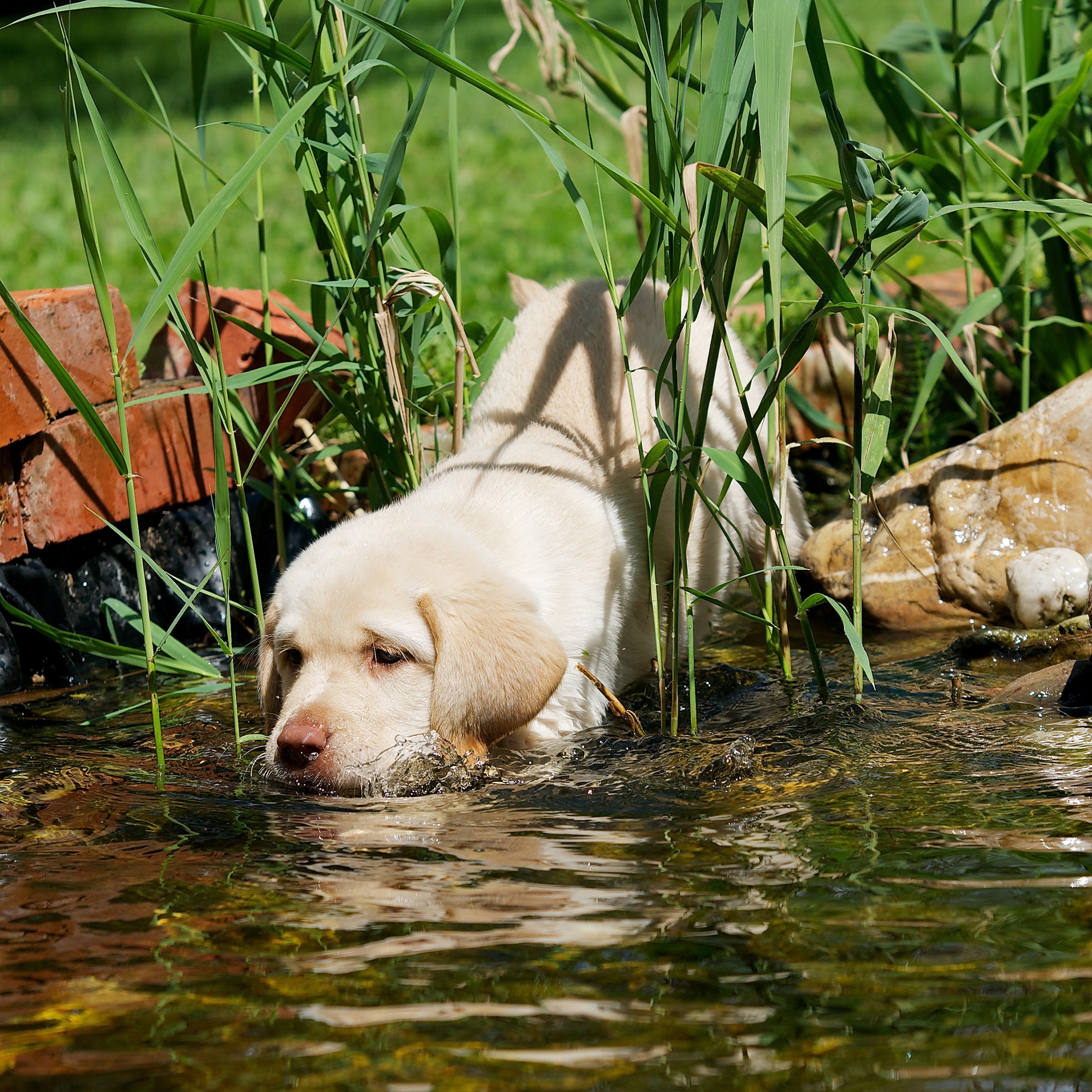 Kleiner heller Retriever-Welpe trinkt Wasser aus dem Gartenteich.