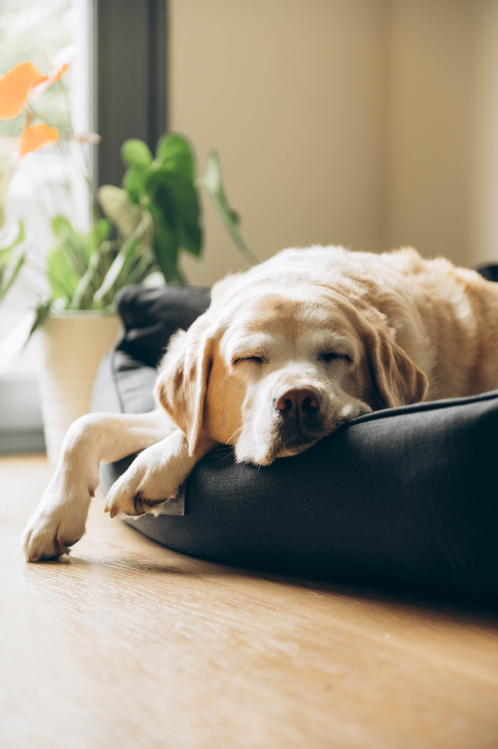 Älterer Labrador genießt sein ruhiges Hundeleben und döst zufrieden in seinem Hundebett in einer modernen Wohnung.