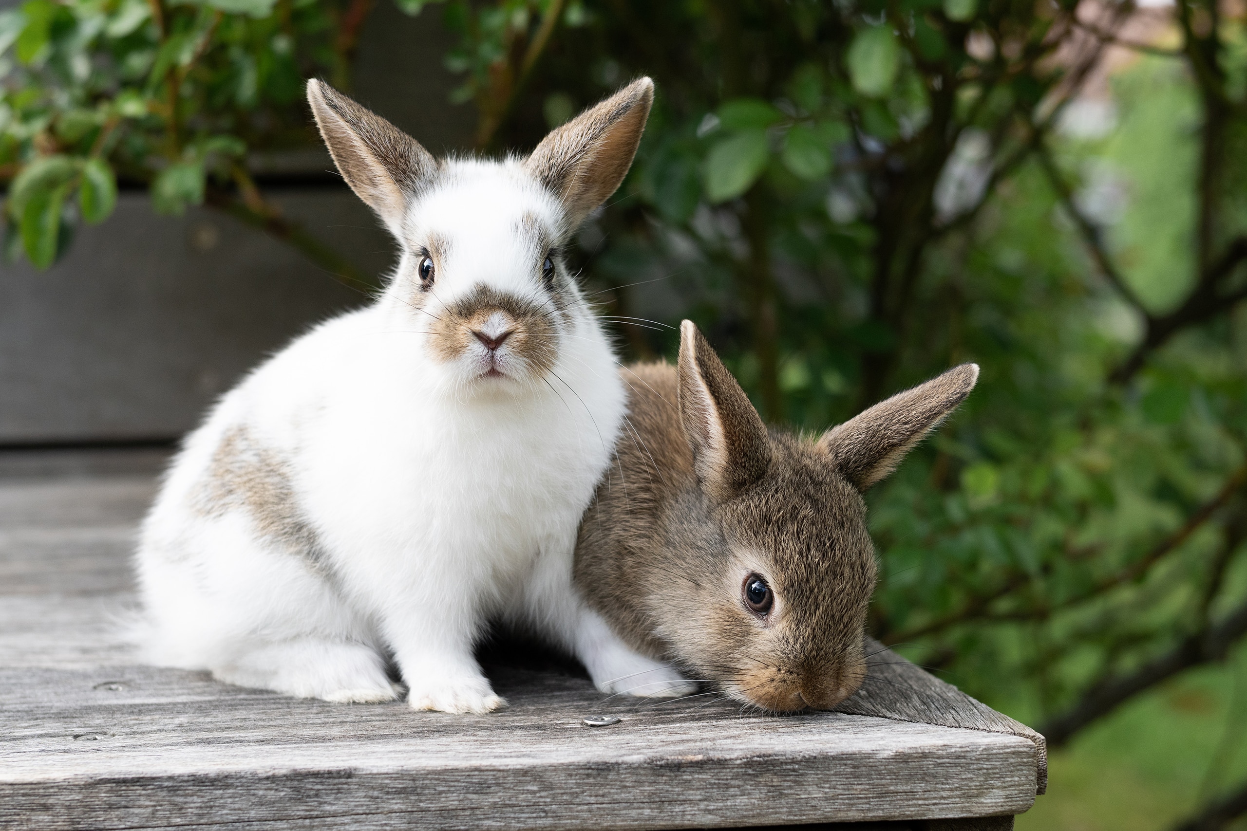 Zwei kleine Kaninchen sitzen auf einem Holzvorsprung im Garten.
