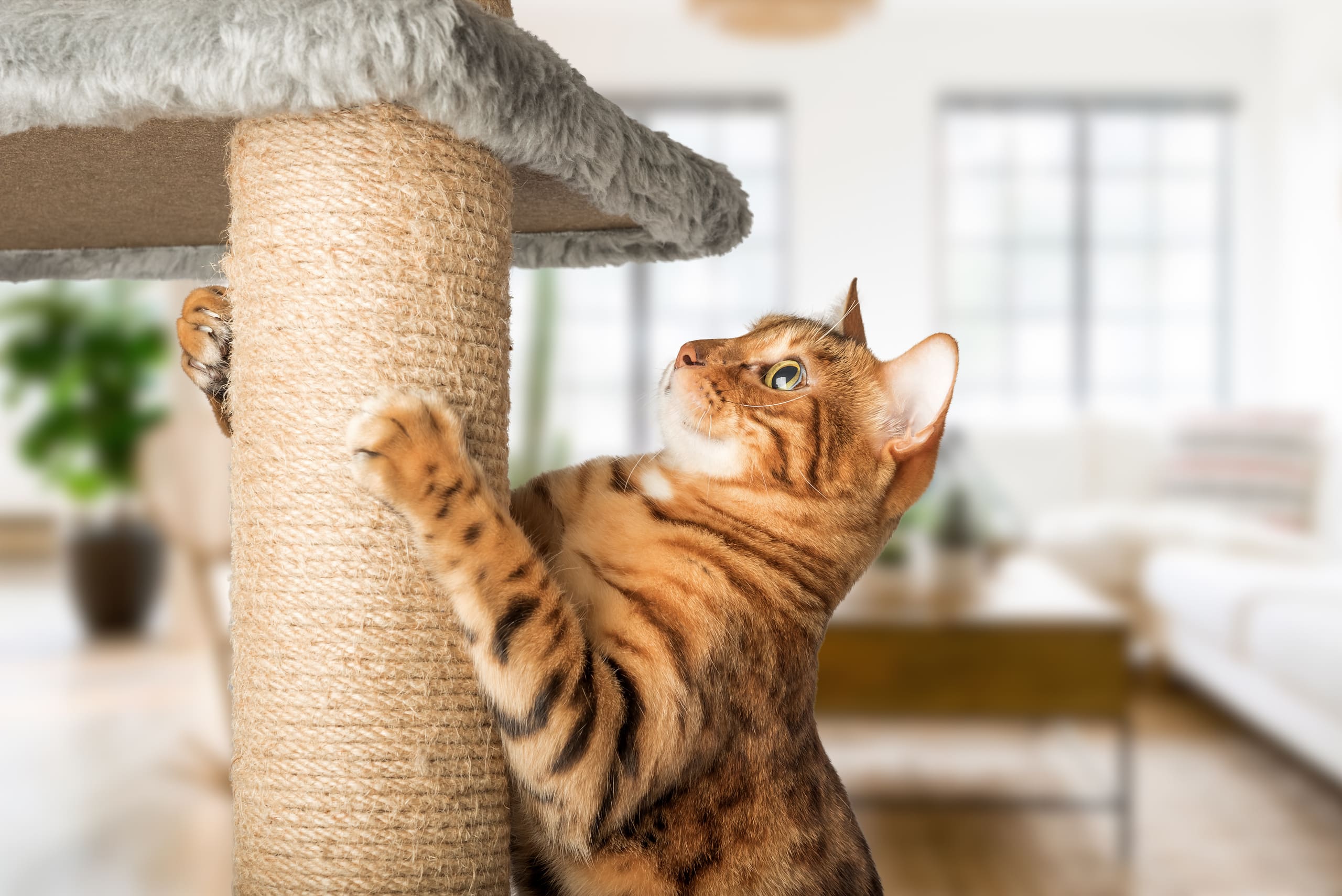Eine getigerte Katze, die ihre Krallen an einem Kratzbaum, der in einem Wohnzimmer steht, schärft.
