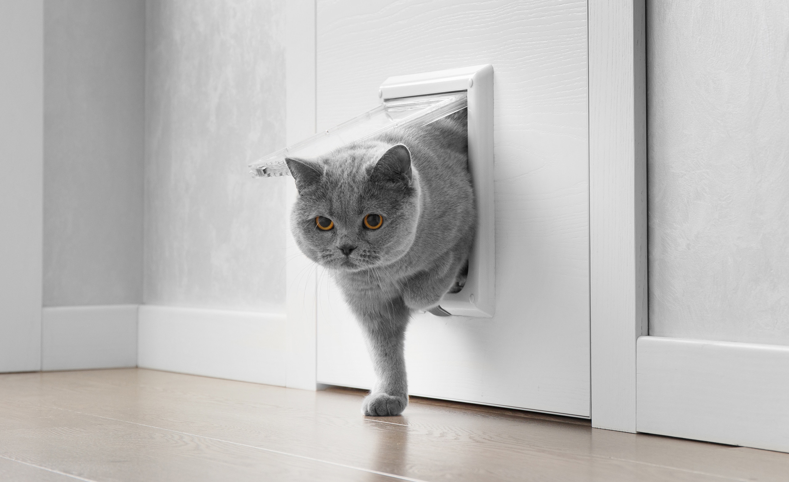 Graue Kartäuser-Katze schlüpft druch die Katzenklappe in der Wohnungstür.