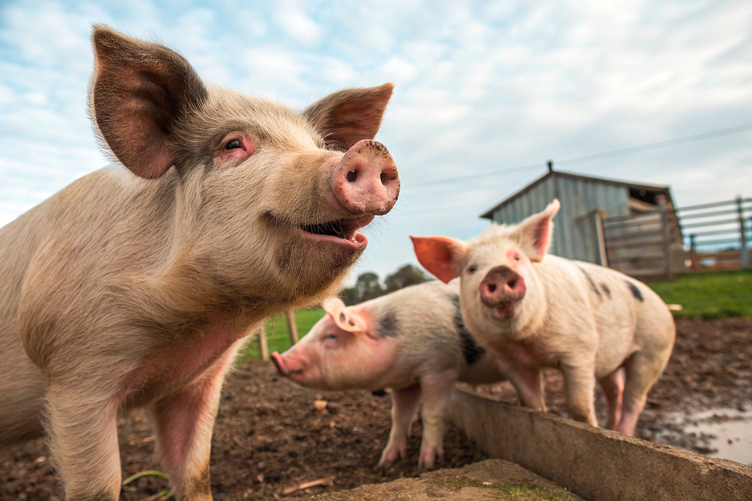 3 freilaufende Schweine freuen sich über den Schlamm zum Sulen in deren Auslaufwiese.