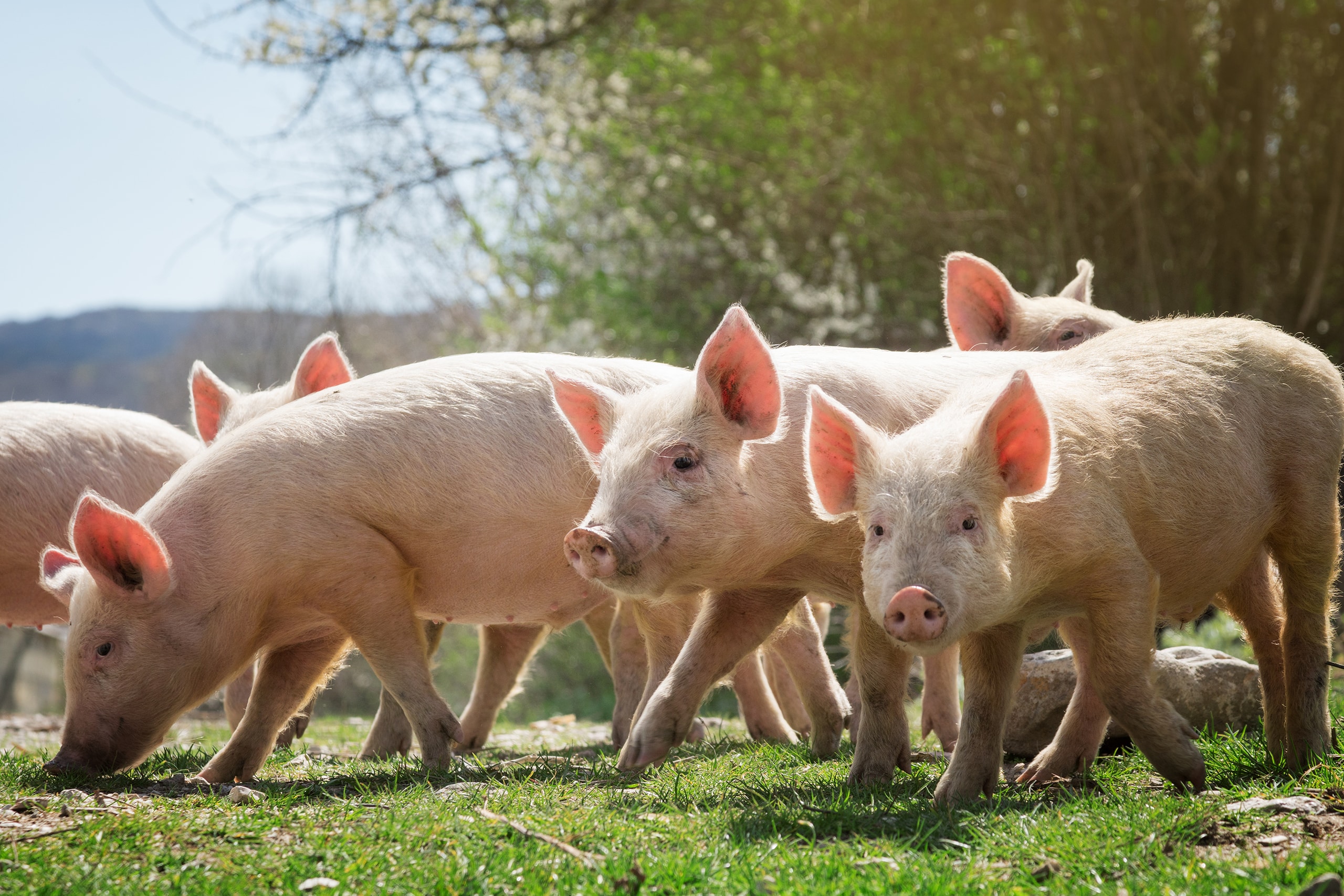 Eine Gruppe junger rosa Scheine läuft bei Sonnenschein vergnügt über die Wiese.