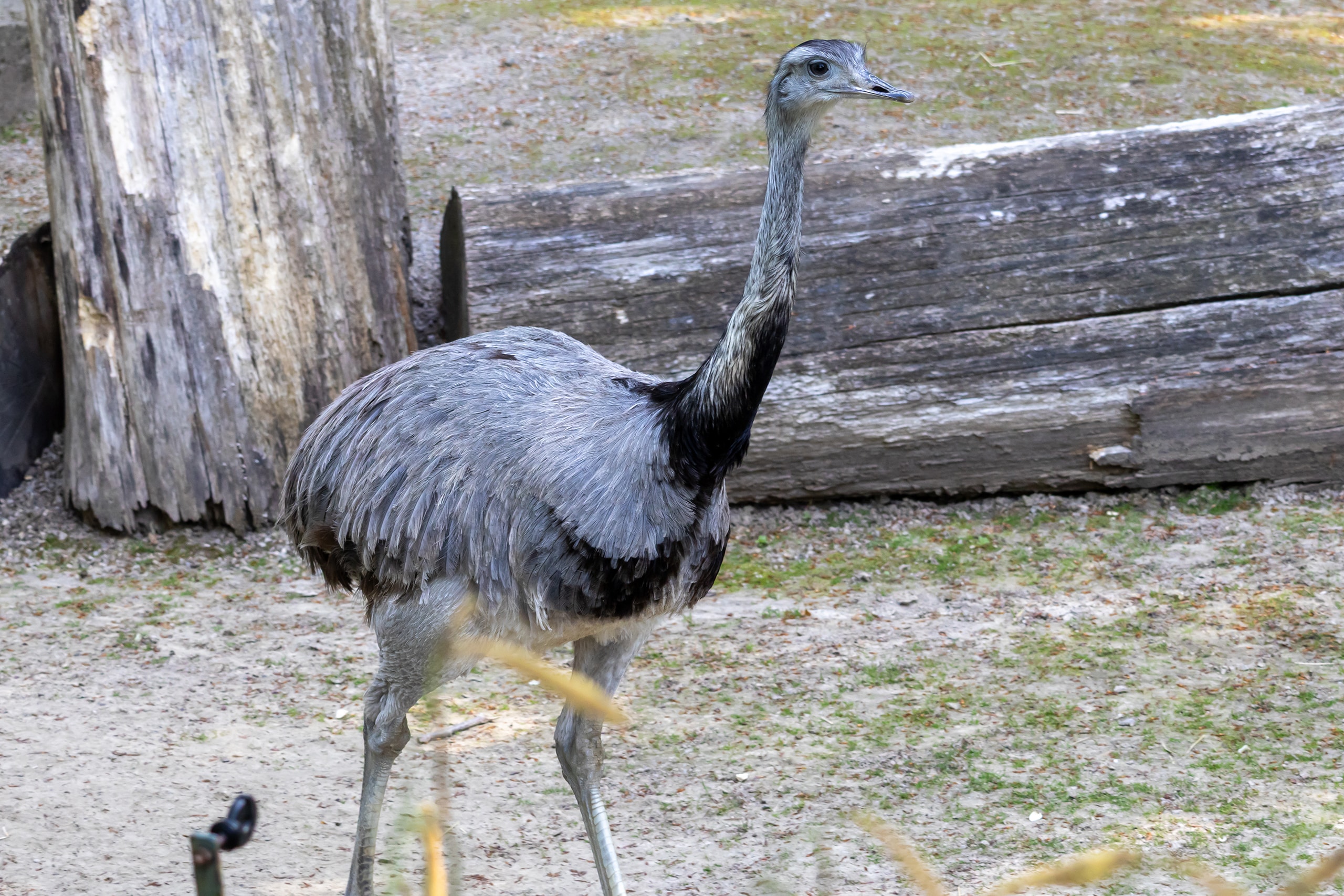 Nandu läuft in natürlicher Umgebung auf sandigem Boden zwischen Baumstämmen.