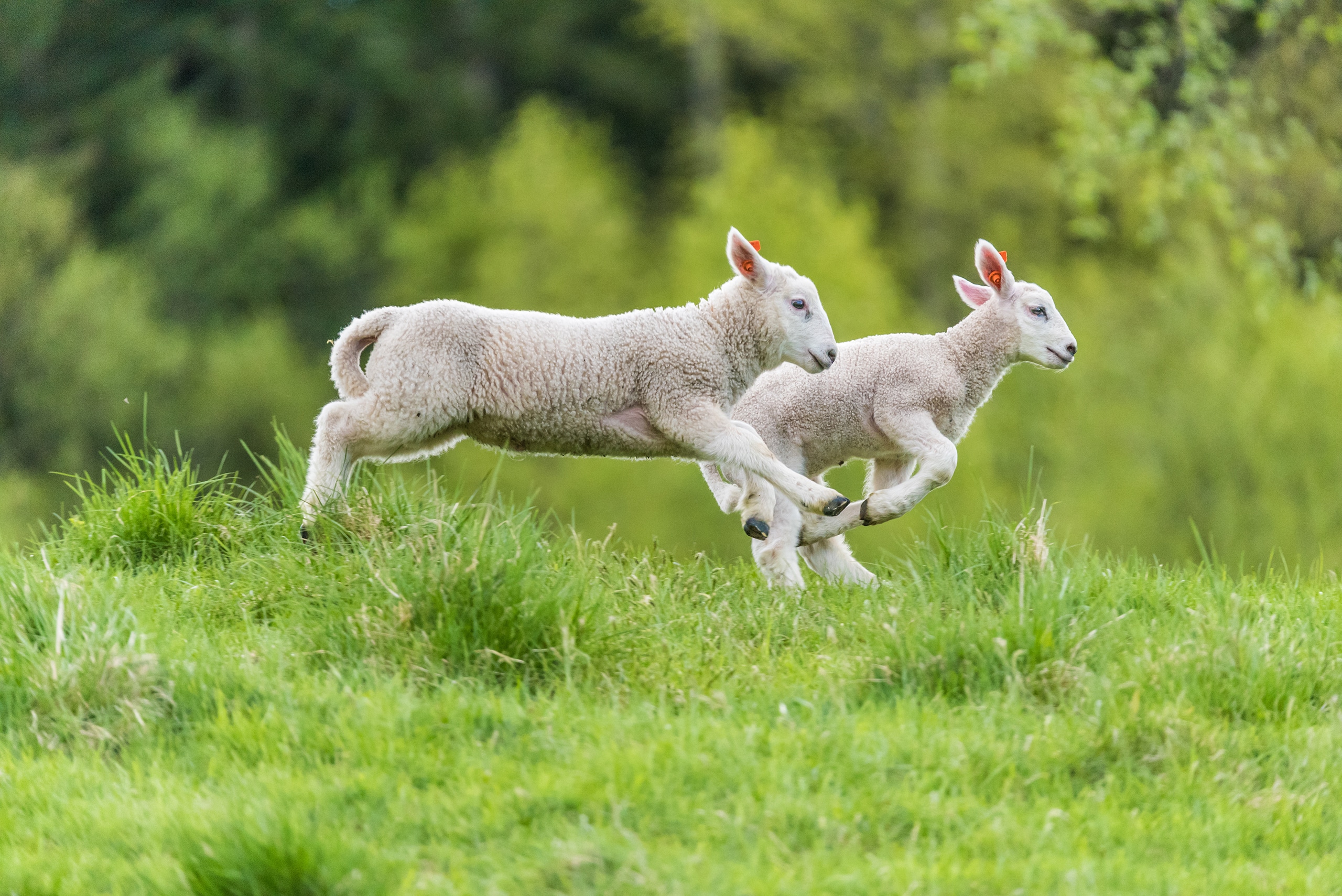 Junge, weiße Lämmer spielen und laufen und springen vergnügt über eine grüne Wiese.