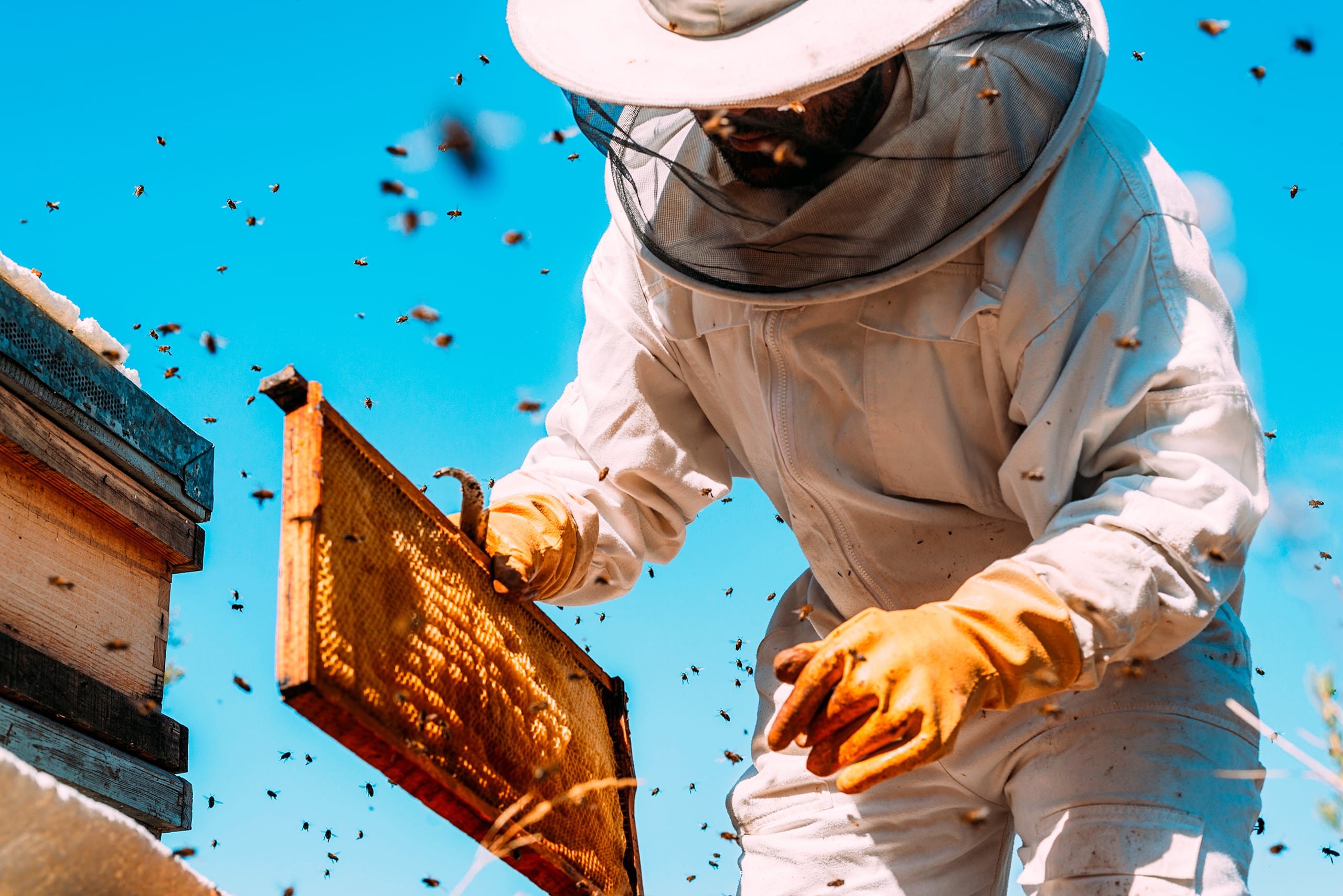 Imker im weißen Schutzanzug mit Hut und Netz am Kopf kümmert sich bei strahlend blauem Himmel um die Bienenstöcke und entnimmt eine Wabe. Zahlreiche Bienen schwirren um den Kopf des Imkers.