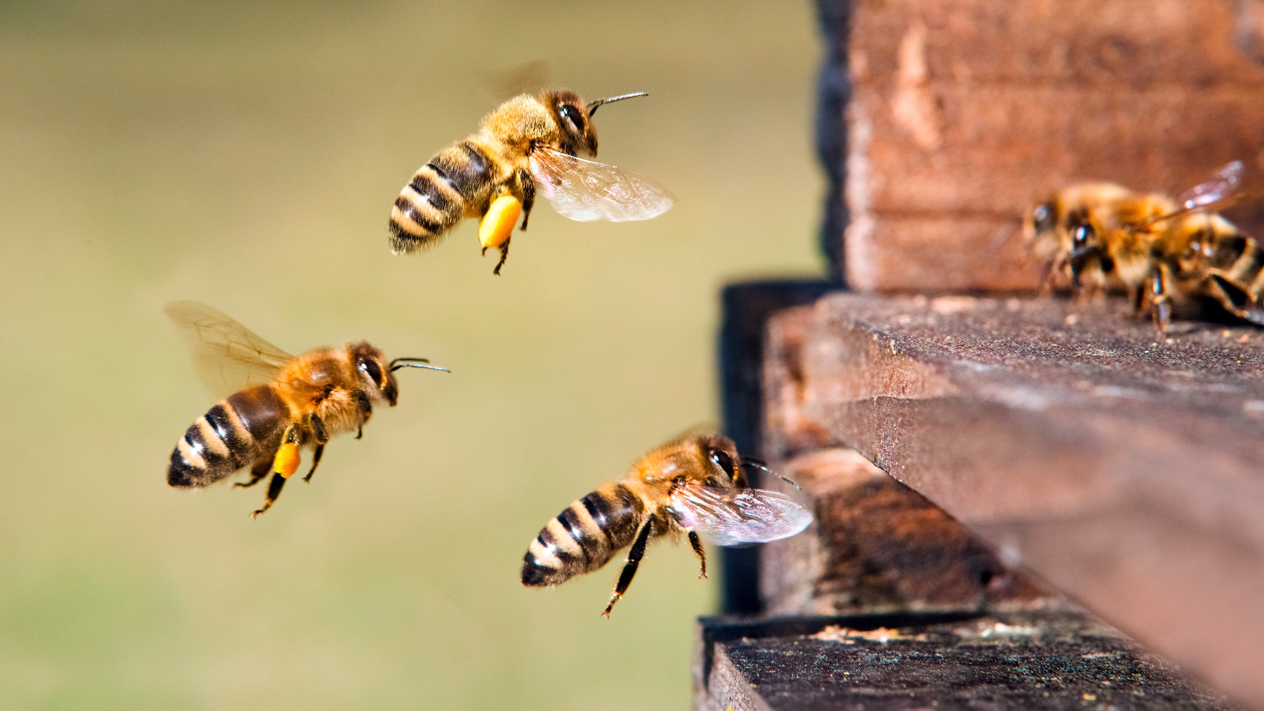 Detailfoto des regen Treibens von Honigbienen am Bienenstock.