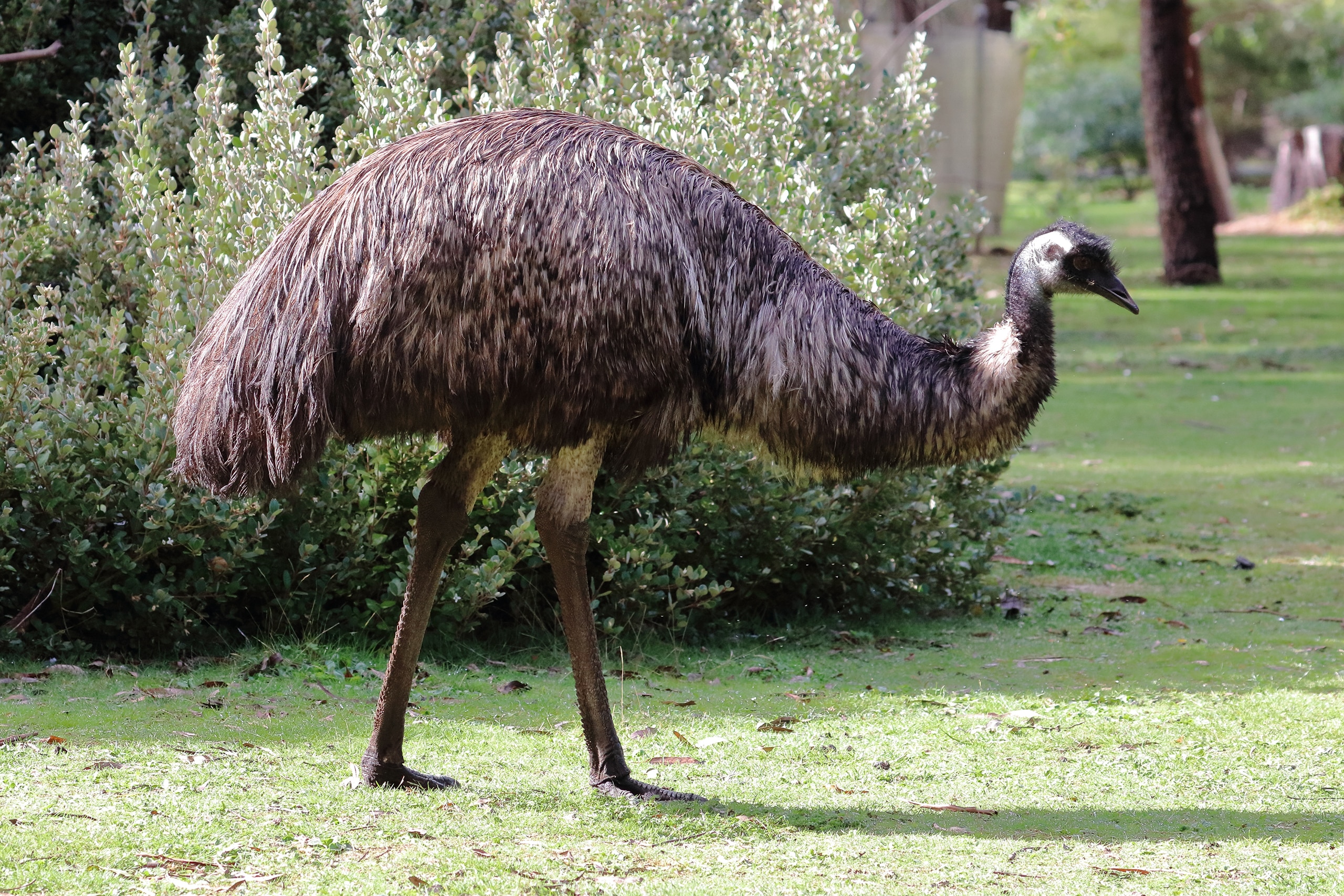 Ausgewachsener Emu mit prächtigem Federkleid stolziert im Garten über die Wiese.