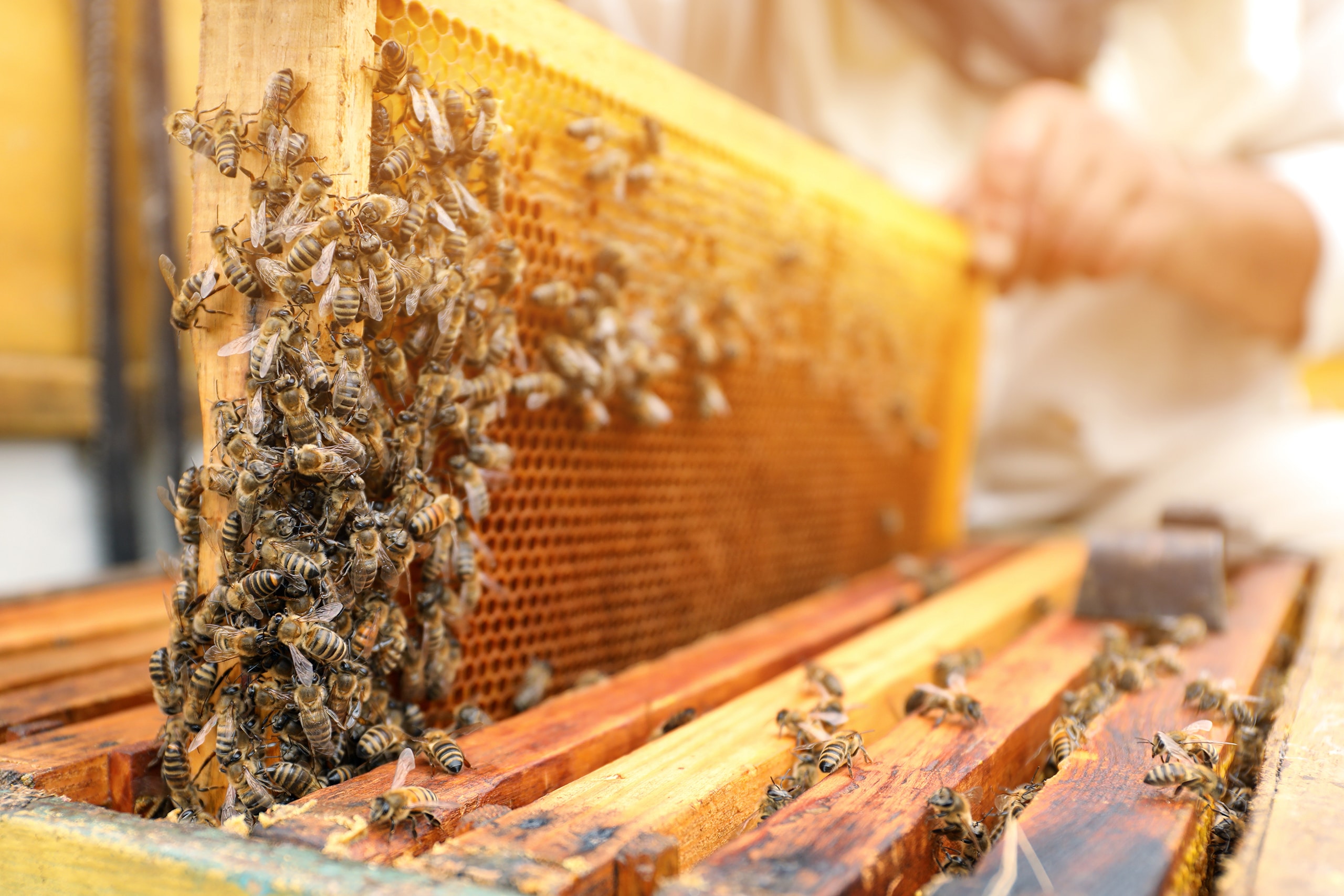 Detailansicht einer Bienenwabe aus Holz, die von den Bienen fleißig mit Wachs bearbeitet und Honig befüllt wird.