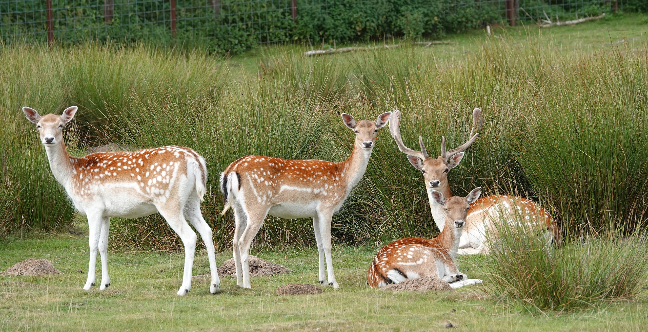 Herde Damhirsche mit einem Hirsch und drei Hirschkühen liegen auf einer eingezäunten Weise mit teilweise hohen Grasbüschel und blicken direkt in die Kamera.