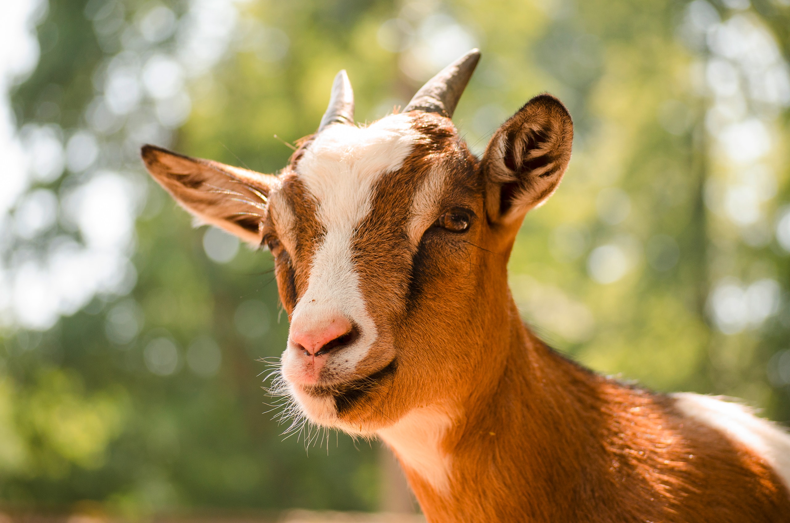 Junge Ziege blickt bei herrlichem Sonnenschein im Freien neugierig in die Kamera.