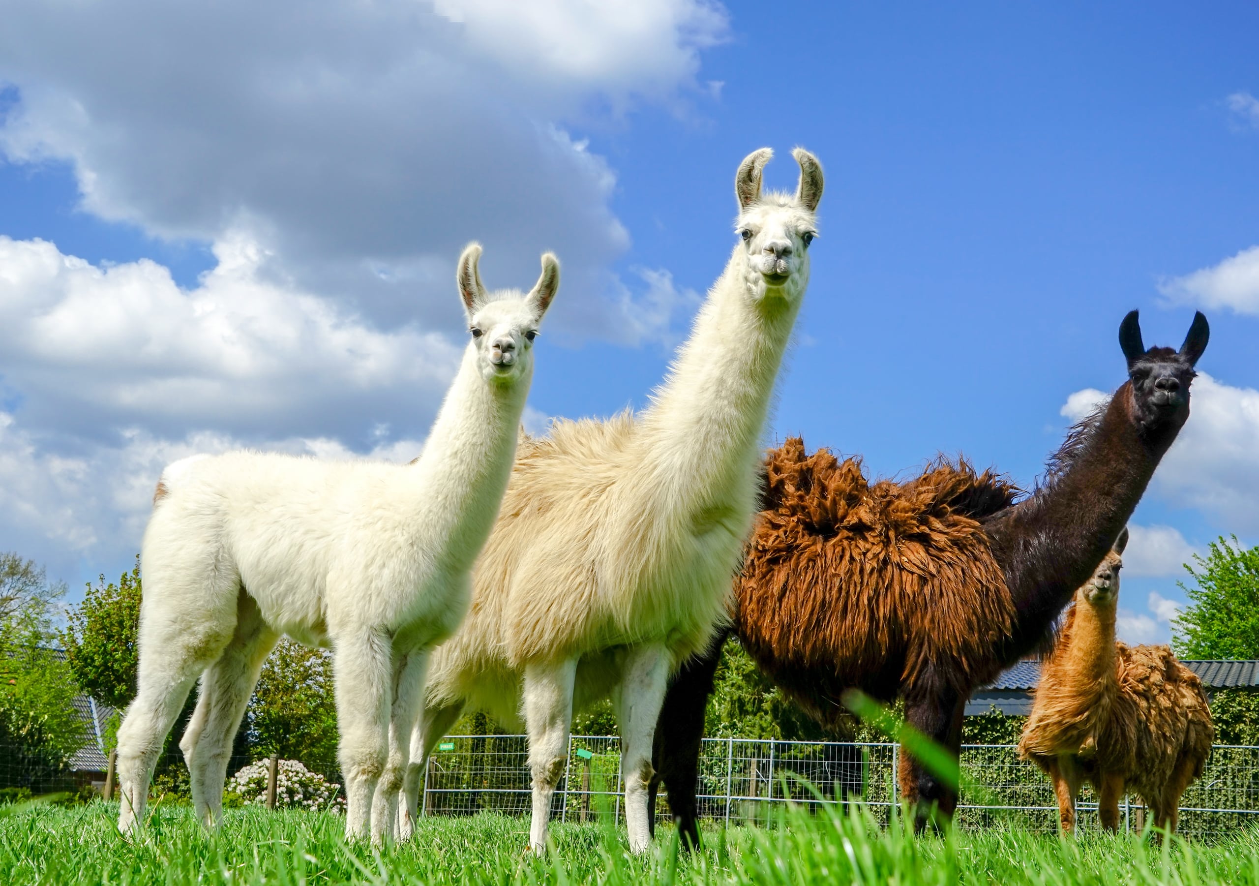 Drei neugierige Lamas mit Jungtier auf einer Weide bei Sonnenschein und blauem Himmel.